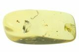 Polished Colombian Copal ( g) - Contains Three Flies! #286818-1
